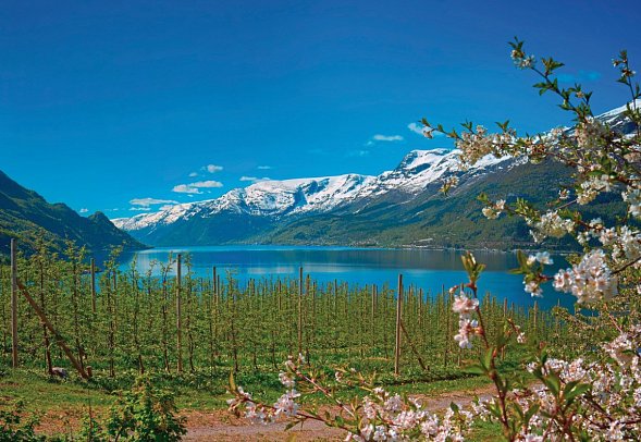 Rundreise Südnorwegen - Hardangerfjord
