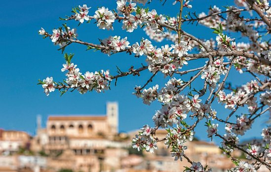 Standortrundreise zu Mallorcas Mandelblüte