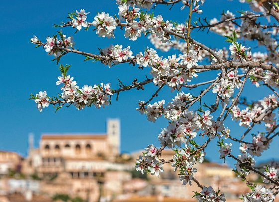 Standortrundreise zu Mallorcas Mandelblüte - Mandelblüte