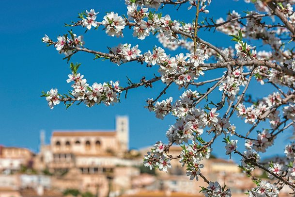 Standortrundreise zu Mallorcas Mandelblüte - Mandelblüte