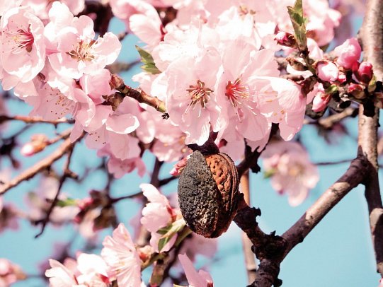 Standortrundreise zu Mallorcas Mandelblüte - Mandelblüte