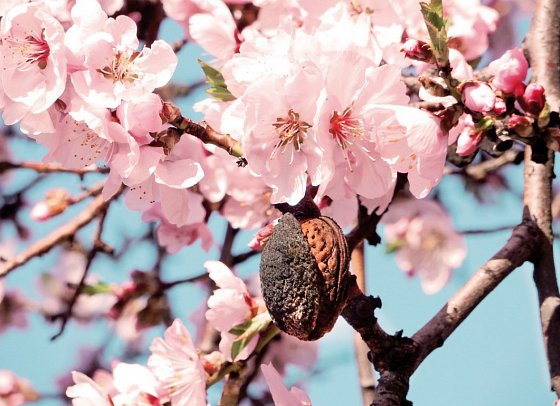 Standortrundreise zu Mallorcas Mandelblüte - Mandelblüte