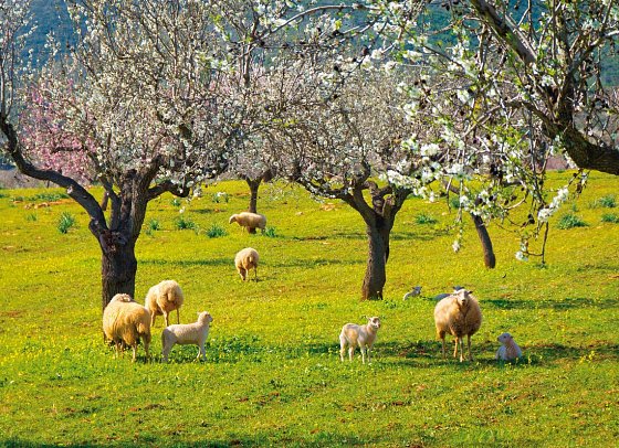 Standortrundreise zu Mallorcas Mandelblüte - Mandelblüte