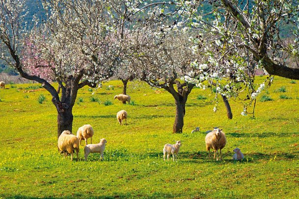 Standortrundreise zu Mallorcas Mandelblüte - Mandelblüte