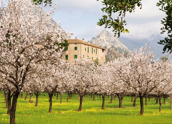 Standortrundreise zu Mallorcas Mandelblüte - Mandelblüte