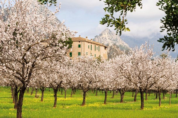 Standortrundreise zu Mallorcas Mandelblüte - Mandelblüte
