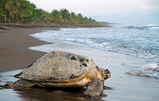 Costa Rica Rundreise & Baden