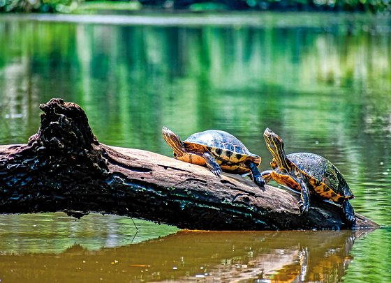 Costa Rica Rundreise & Baden - Tortuguero Nationalpark