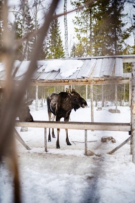 Rundreise Schwedisch Lappland zu Silvester - Rentierfarm