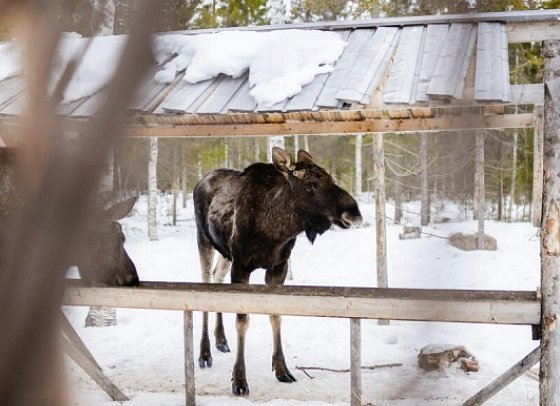 Rundreise Schwedisch Lappland zu Silvester - Rentierfarm