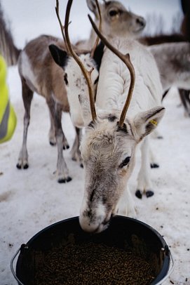 Rundreise Schwedisch Lappland zu Silvester - Rentierfarm