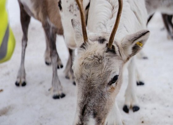 Rundreise Schwedisch Lappland zu Silvester - Rentierfarm
