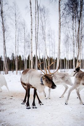 Rundreise Schwedisch Lappland zu Silvester - Rentierfarm