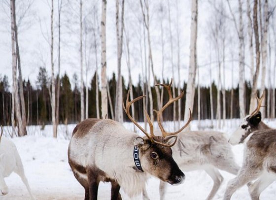 Rundreise Schwedisch Lappland zu Silvester - Rentierfarm