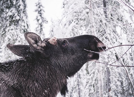 Rundreise Schwedisch Lappland zu Silvester - Rentierfarm