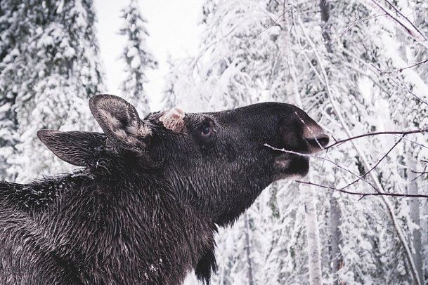 Rundreise Schwedisch Lappland zu Silvester - Rentierfarm