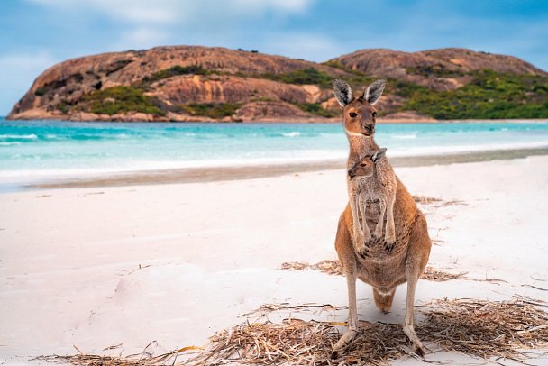 Rundreise Australien - Von Sydney nach Melbourne - Känguru