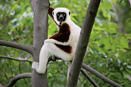 Madagaskar Nationalparks & Kattas