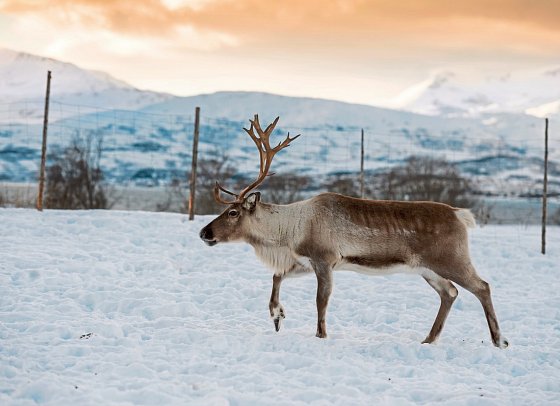 Arktische Route Finn. Lappland - Rentier