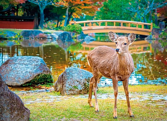 Japan Rundreise von Tokyo nach Osaka - Nara