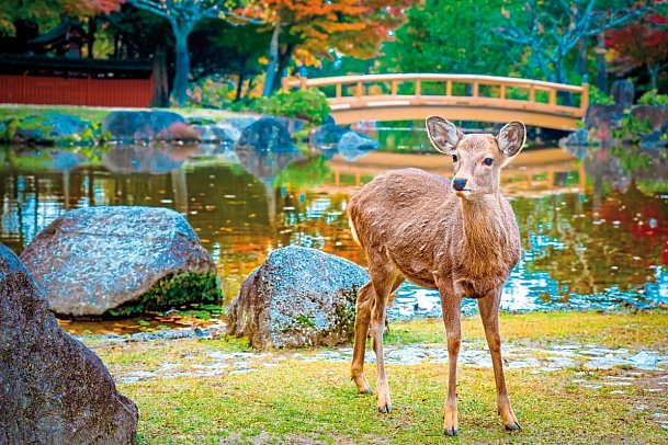 Japan Rundreise von Tokio nach Osaka - Nara