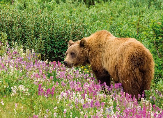 Alaska erkunden per Schiff & an Land mit Coral Princess - Grizzlybär im Denali Nationalpark