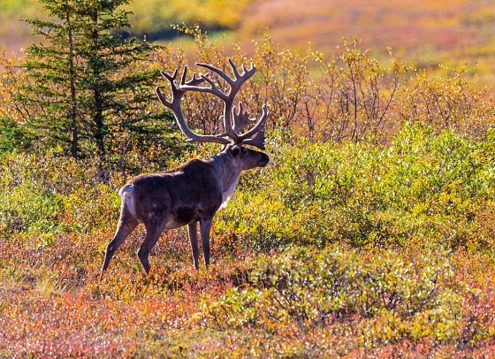 Alaska erkunden per Schiff & an Land mit Coral Princess - Karibu im Denali Nationalpark