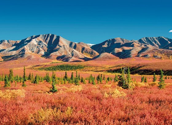 Alaska erkunden per Schiff & an Land mit Coral Princess - Denali Nationalpark